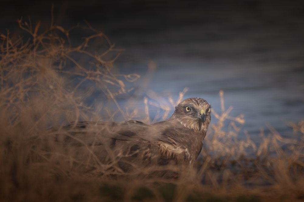 Western Marsh Harrier