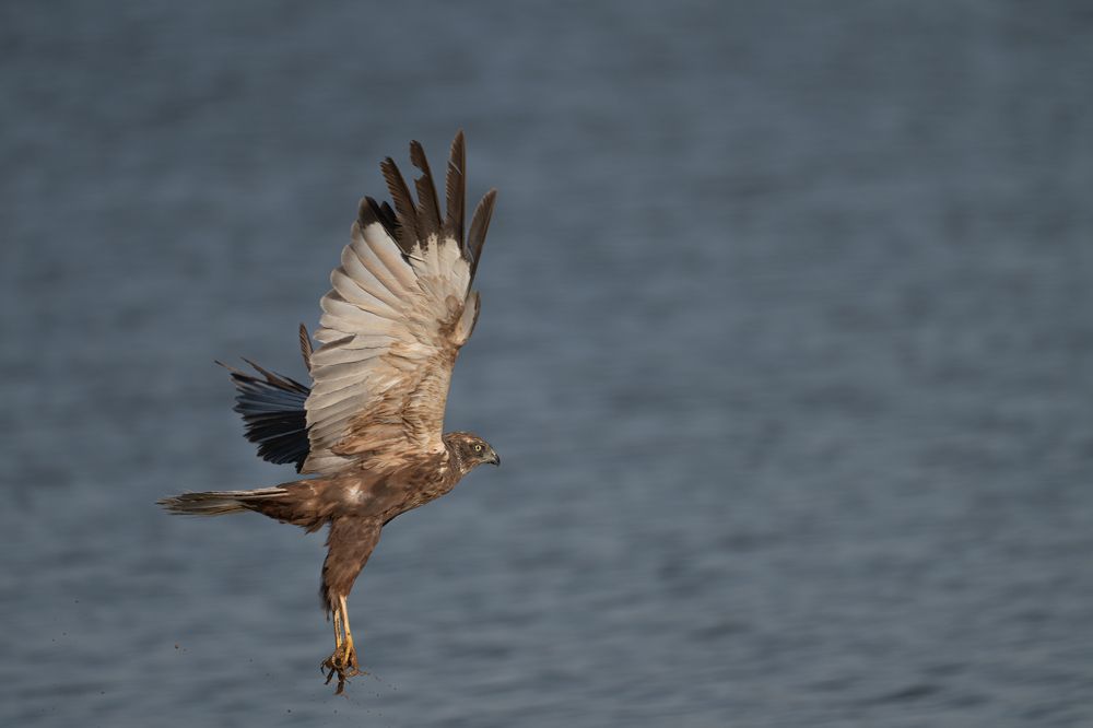 Western Marsh Harrier