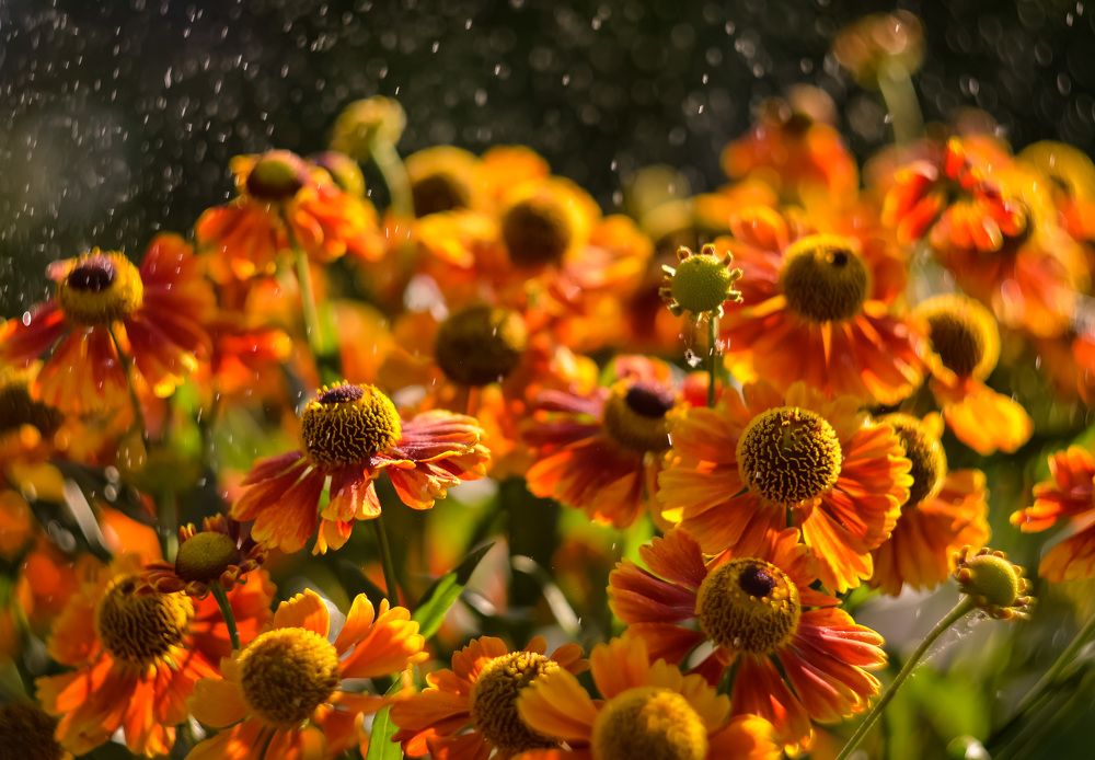 Photograph by Ирина Никульча