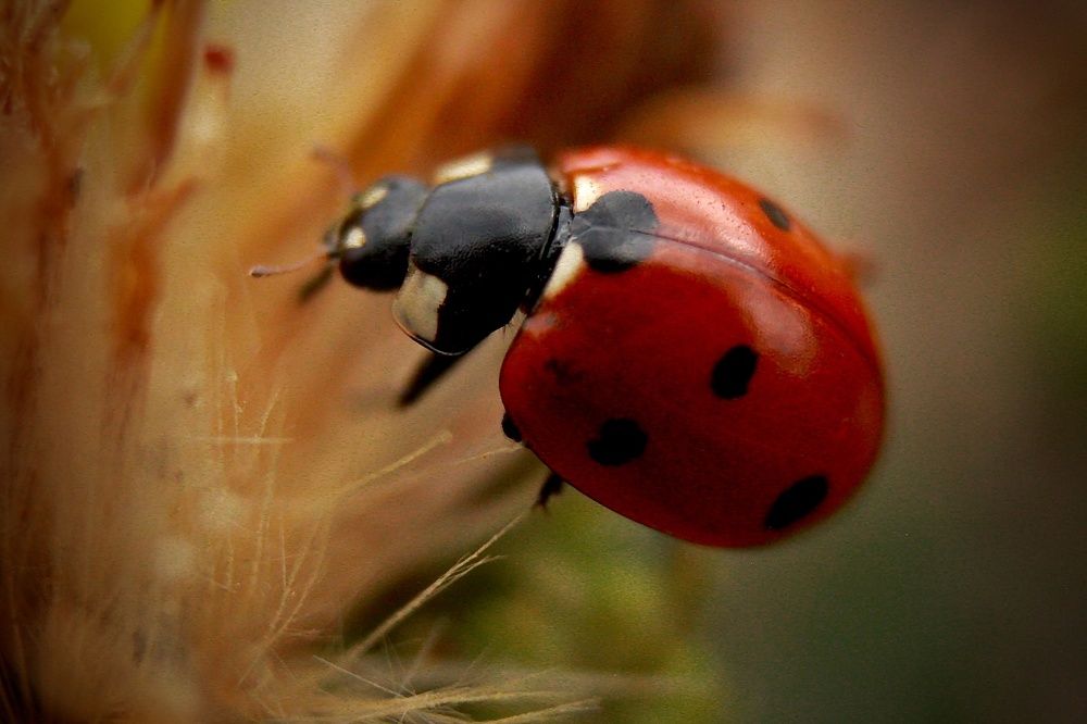 Photograph by Юлия Вялкова