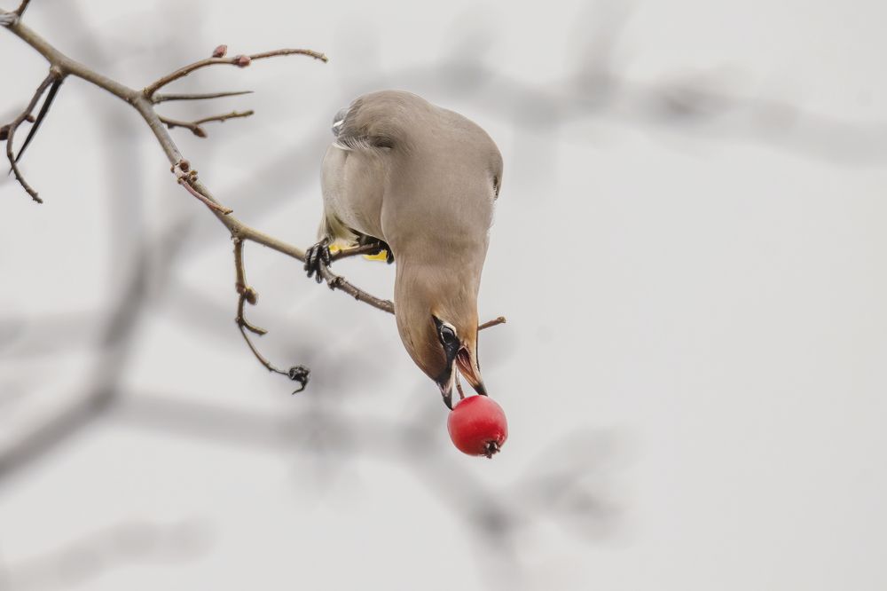 Photograph by Валерия Трейтяк