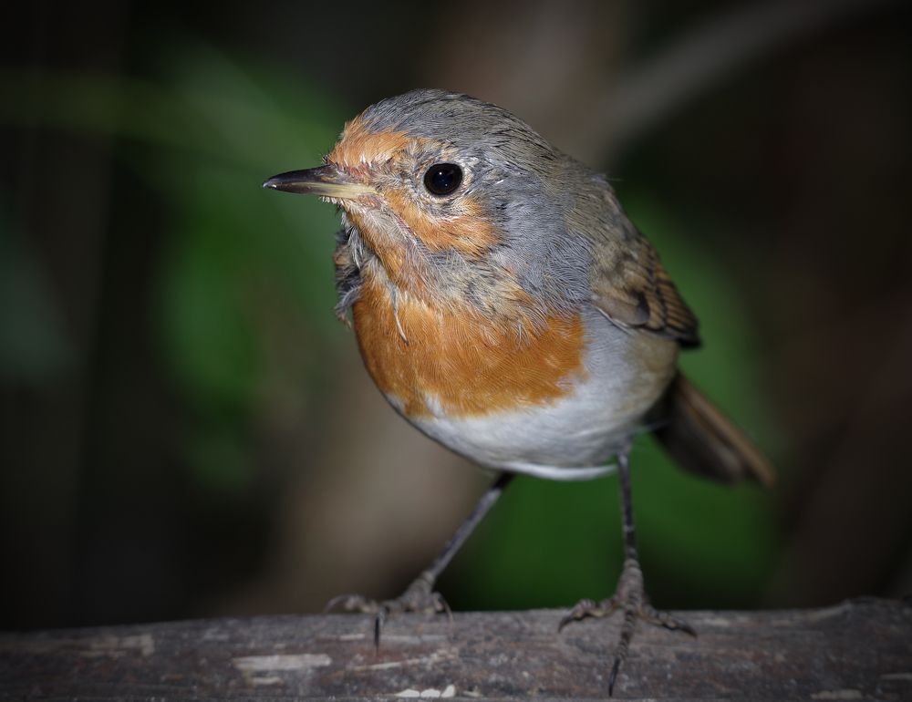 Фотография автора Сергей Гречихин