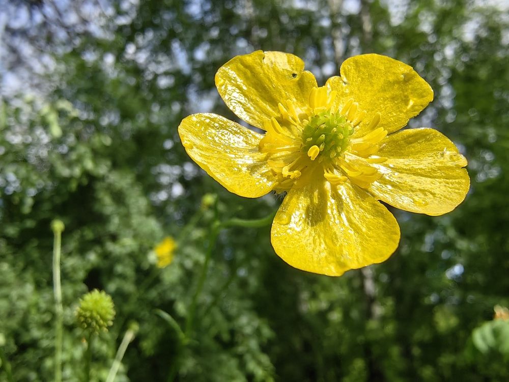 Солнечный лютик