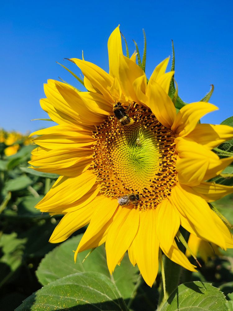 Photograph by Оксана Бурцева