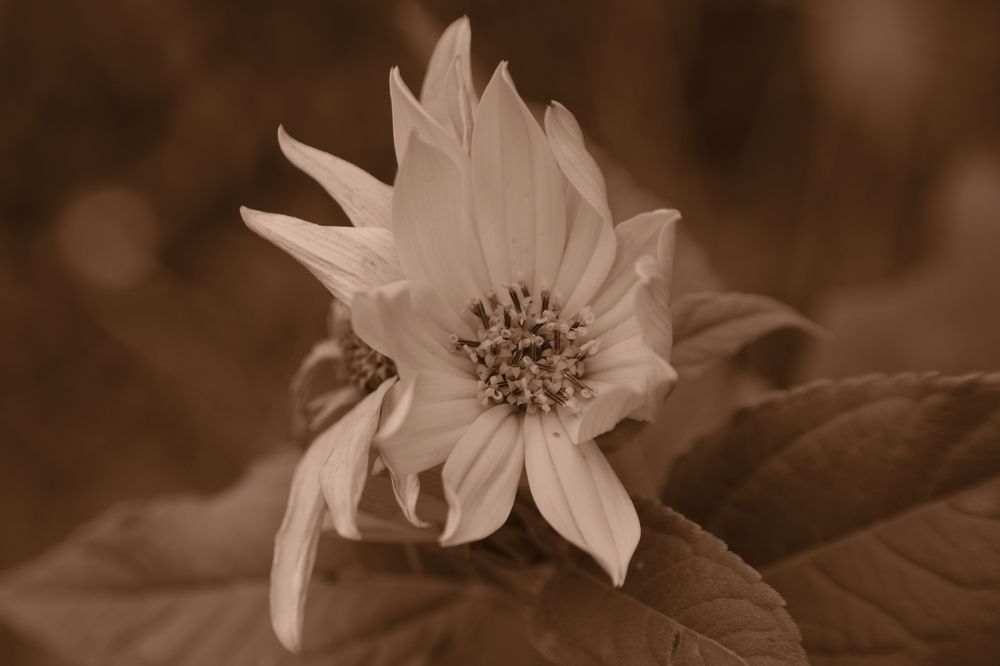 Photograph by Бут-Гусаим Данила