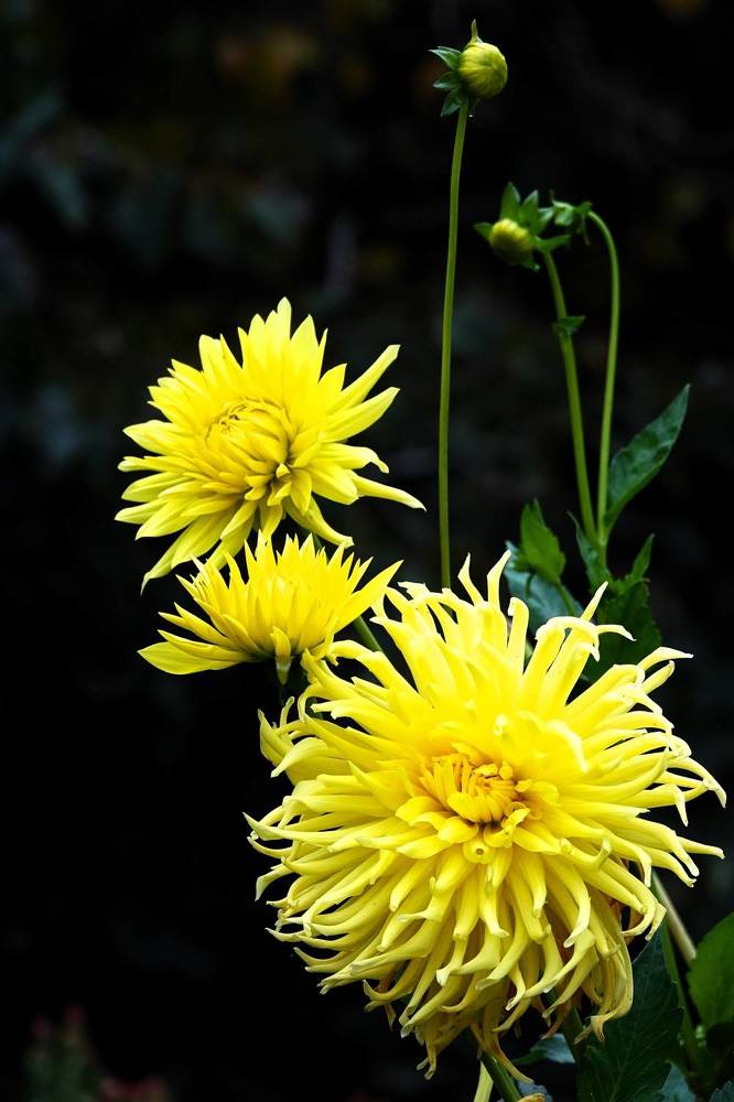 Photograph by jelena konickaja