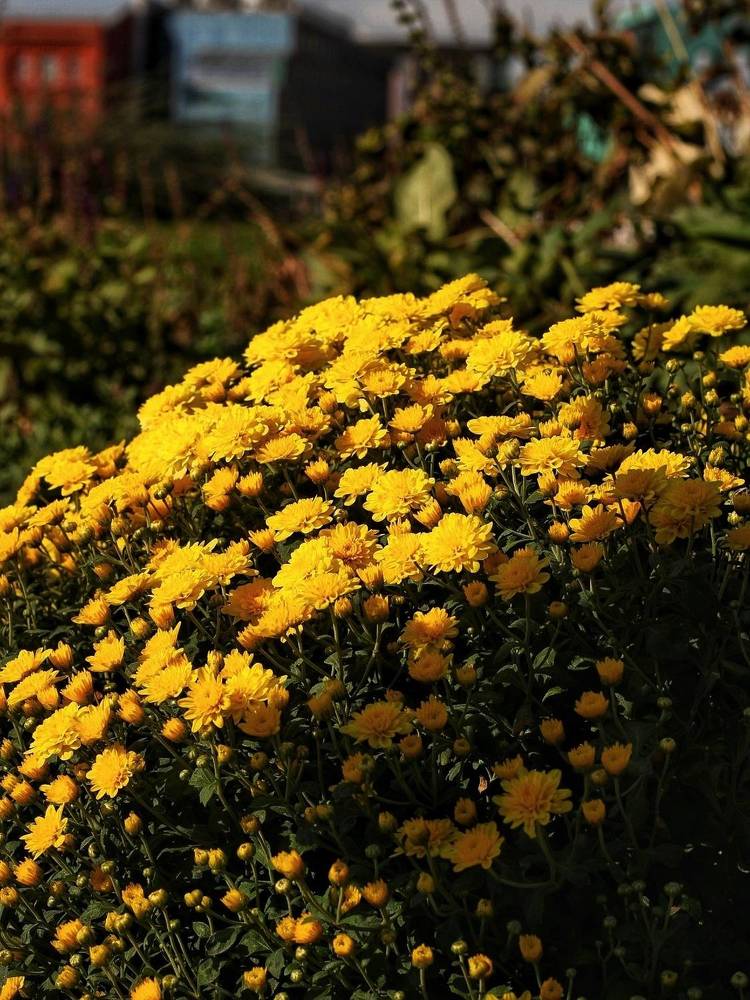 Photograph by Олеся Хижко