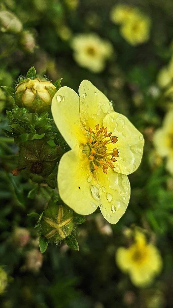Фотография автора Васильева Ирина