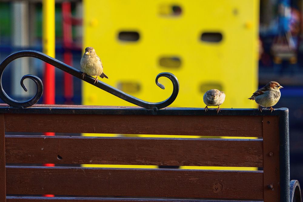 Фотография автора Светлана Разумовская