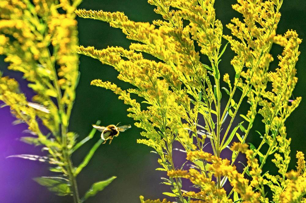 Фотография автора Светлана Разумовская