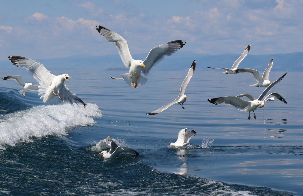 Photograph by ЗОЯ МЕДВЕДЕВА