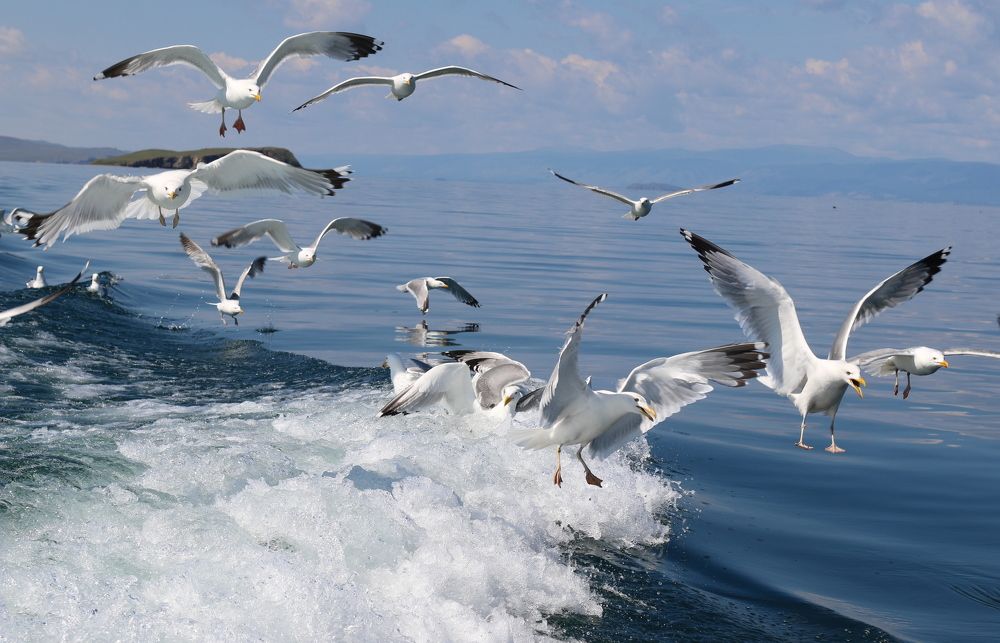 Photograph by ЗОЯ МЕДВЕДЕВА