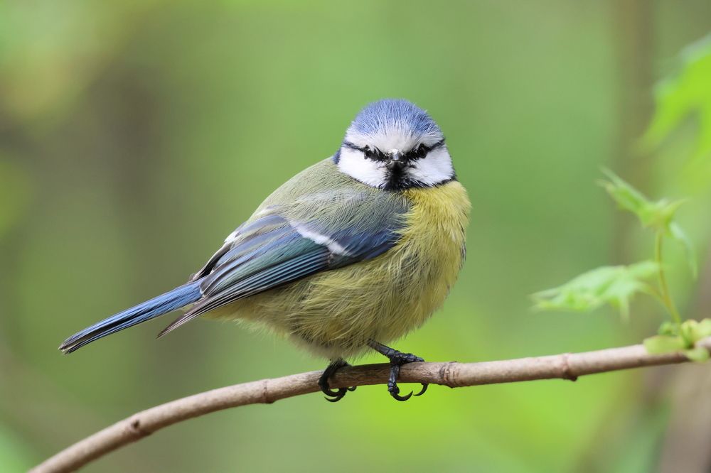 Фотография автора Адия Кочубей