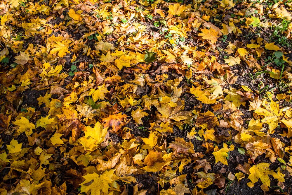 Photograph by Вера Зотова