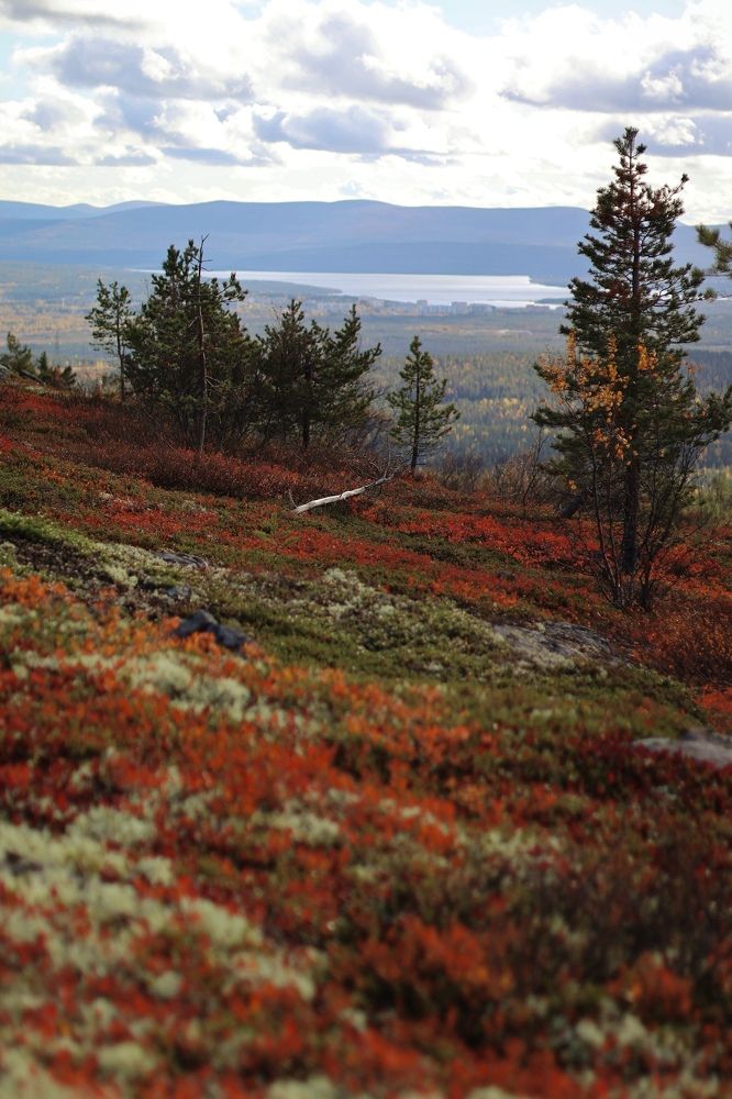 Фотография автора Алёна Калинина