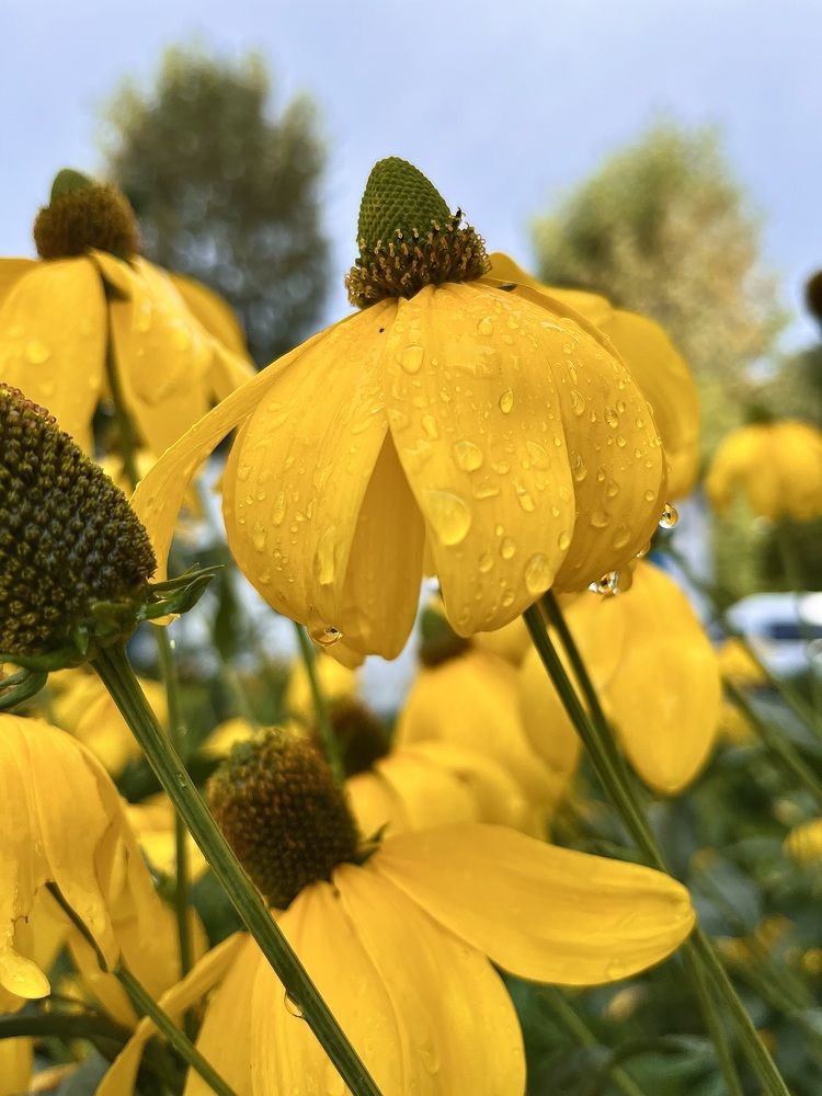 Желтые цветы