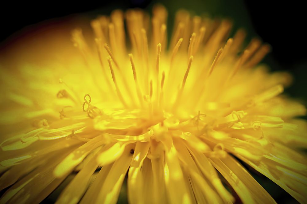 Photograph by Svetlana Rizzo