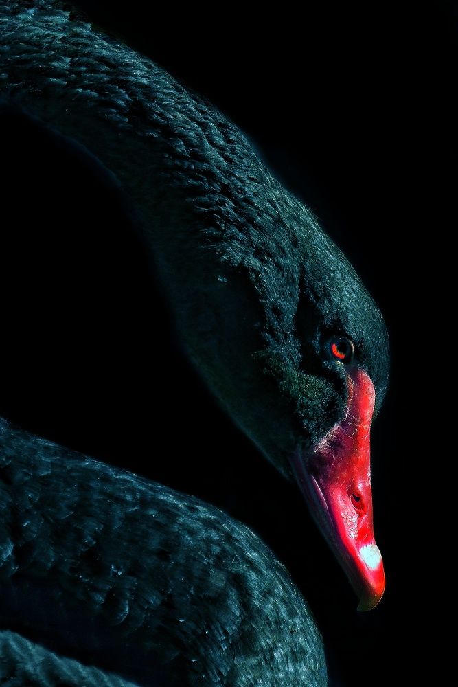 Photograph by Amin Ghaffarian