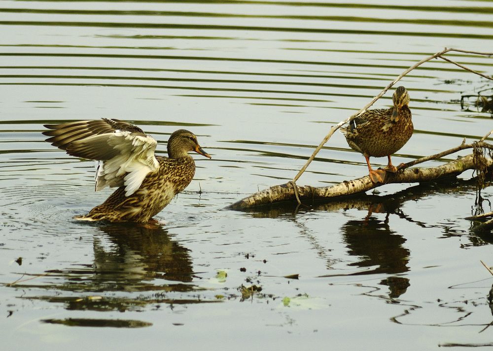 Photograph by Andrei Sosnouski