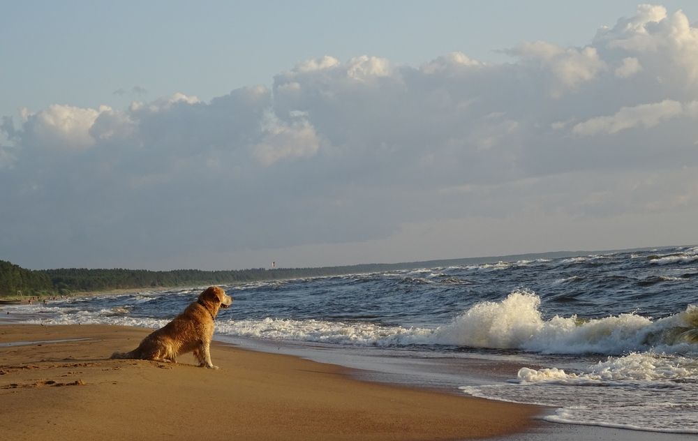 Морской пейзаж и собака