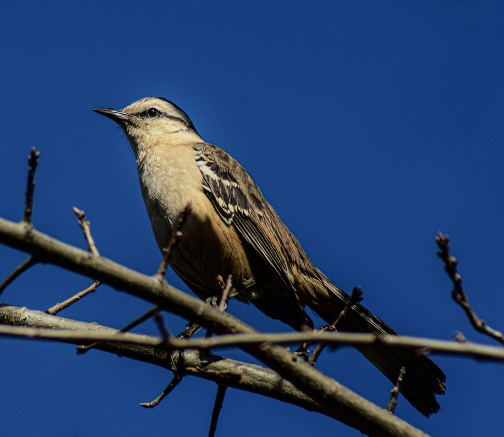 Calandria