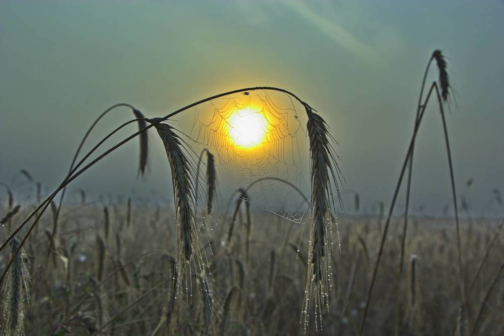 Фотография автора Анатолий Борисов