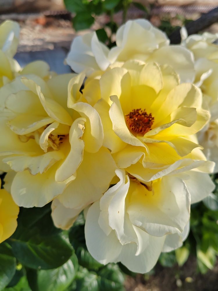 Photograph by Ирина Дружинина
