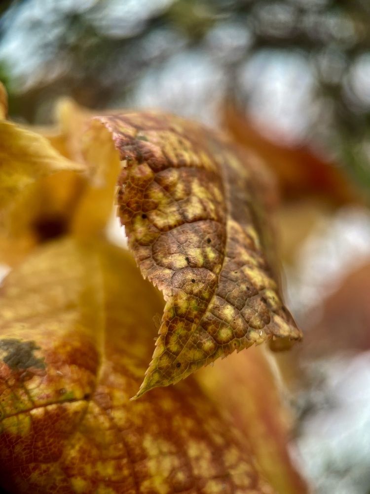 Photograph by Алла Шаталова