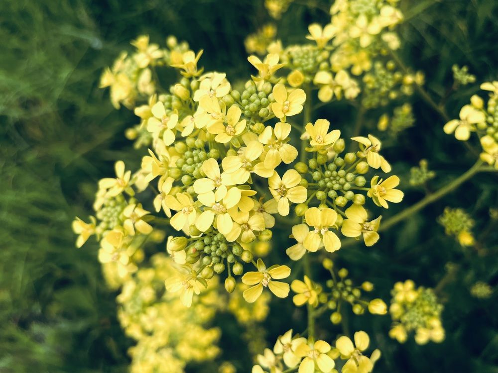 Photograph by Алла Шаталова