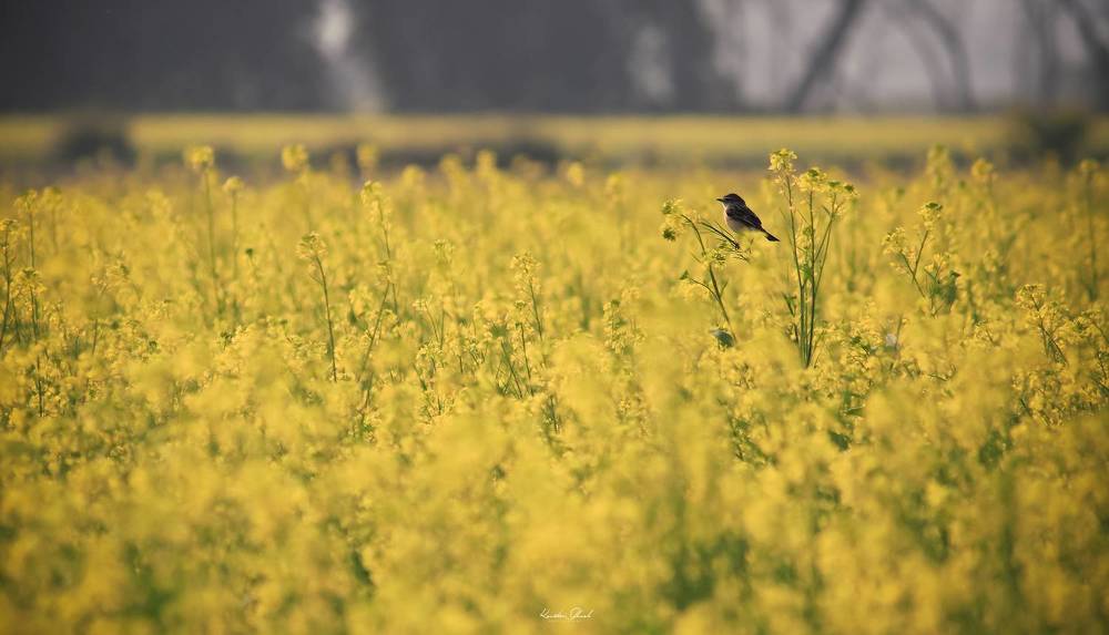 Photograph by Kaustav Ghosh