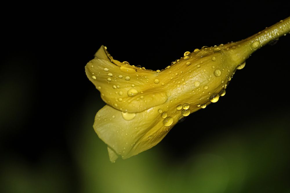 Photograph by Kaustav Ghosh