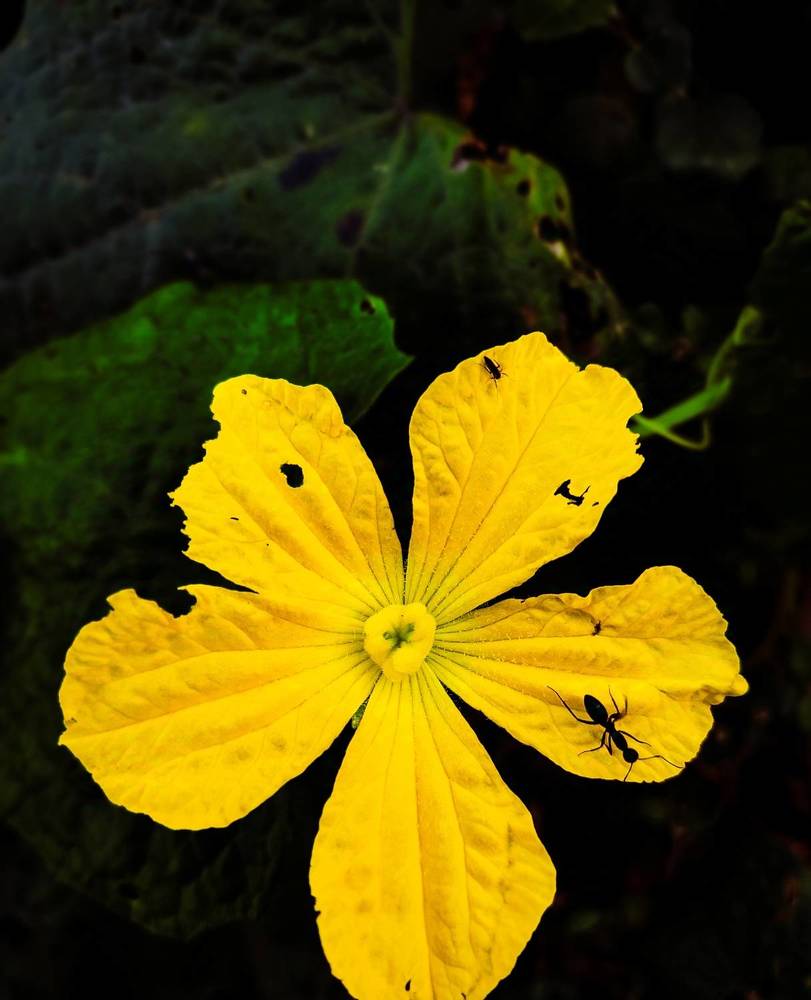 Фотография автора Debdutt Saha