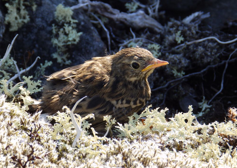 Photograph by Ирина Арканова