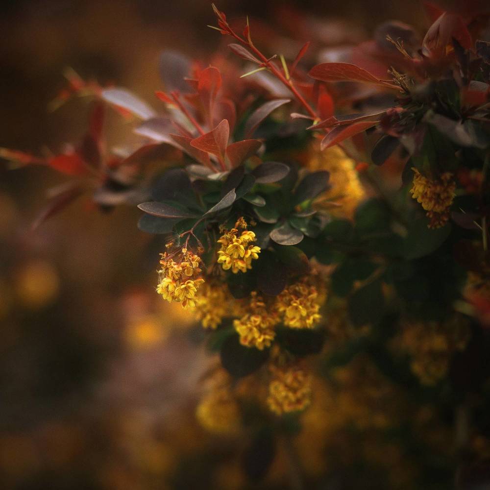 Photograph by Татьяна Максакова