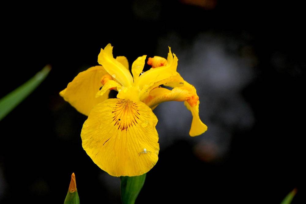 Фотография автора Анатолий Борисов