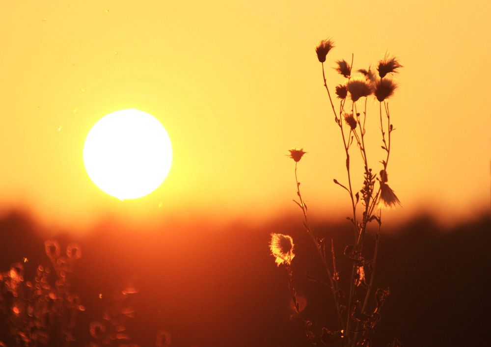 Фотография автора Светлана Терехова