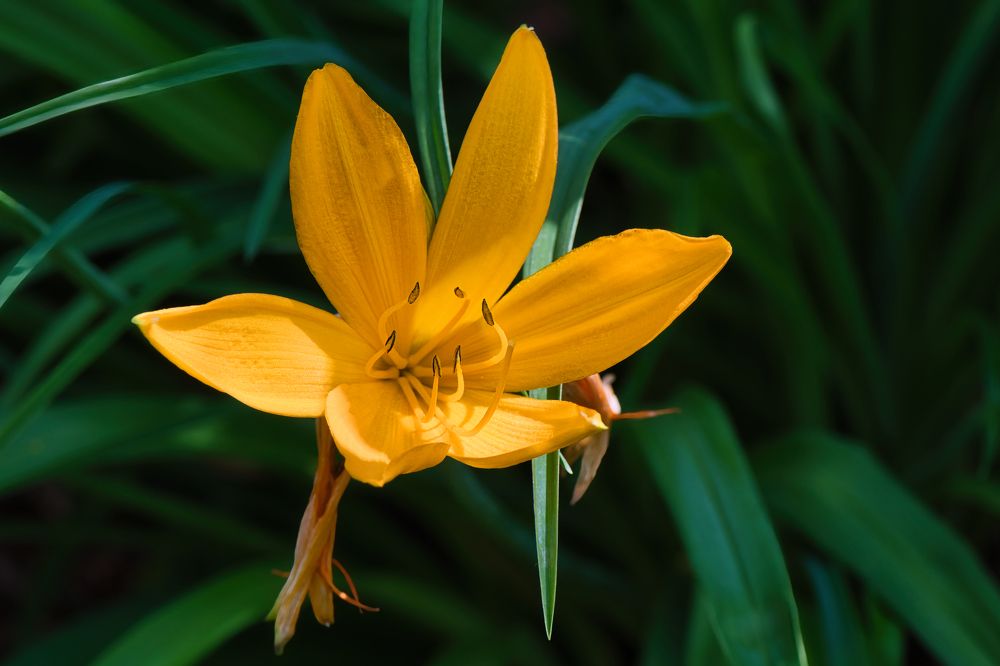 Photograph by Janis Serdienis