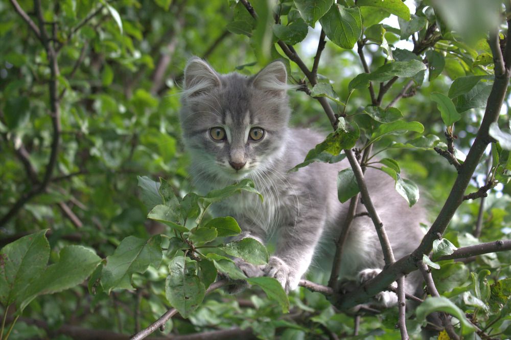 Фотография автора Аиша Сайфуллина