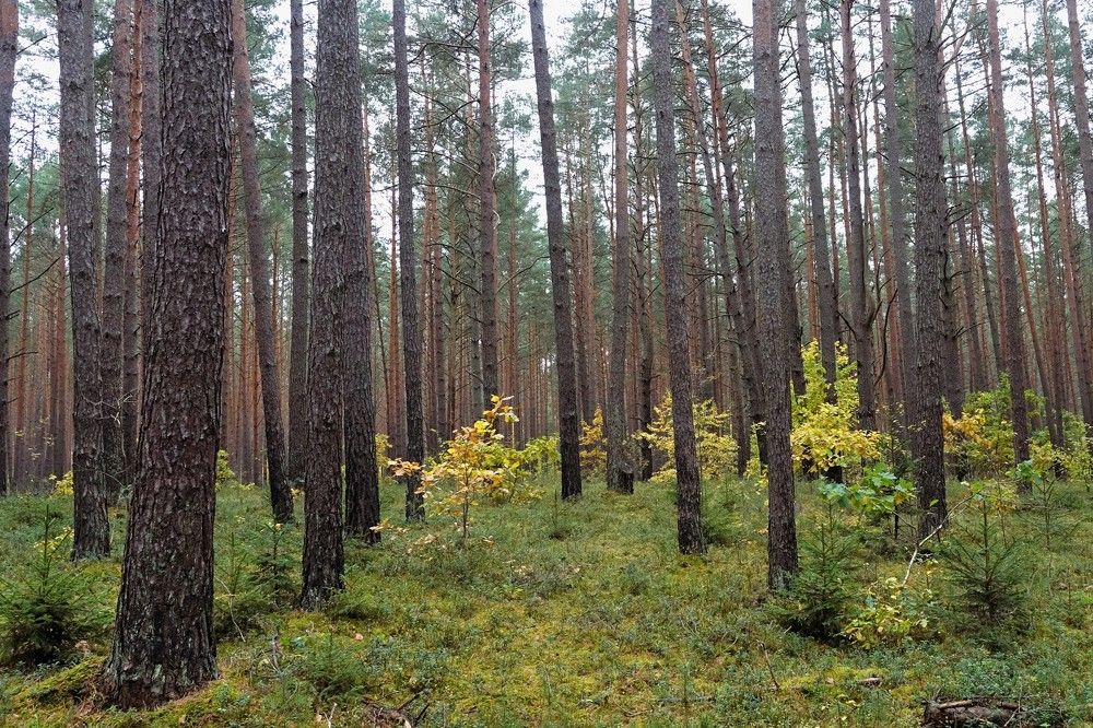 Photograph by jelena konickaja
