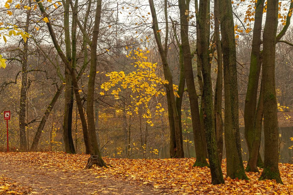 Photograph by Vladimir  Komarov