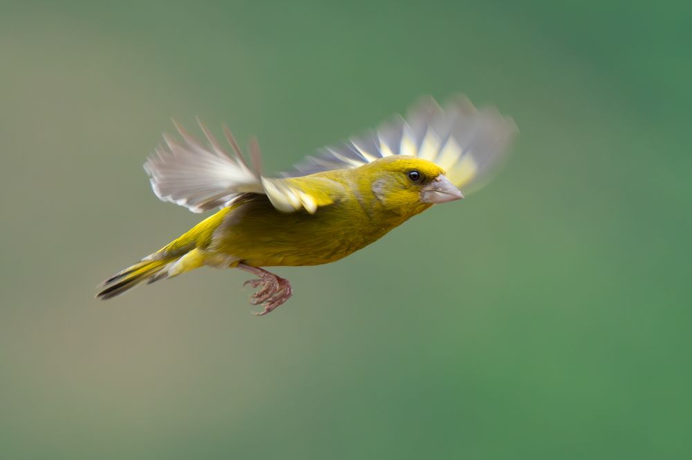 Photograph by Soheil Shahbazi