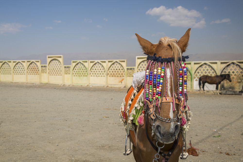 Photograph by seyed mostafa yousefi