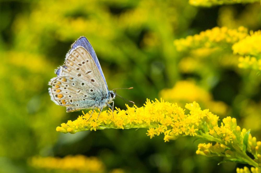 Фотография автора Максим Светличный
