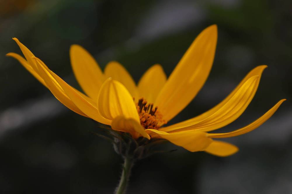 Фотография автора Елена Разина