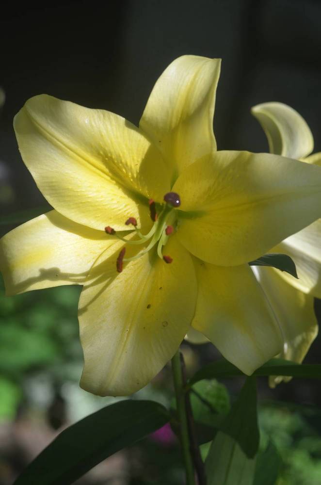 Photograph by Valentina