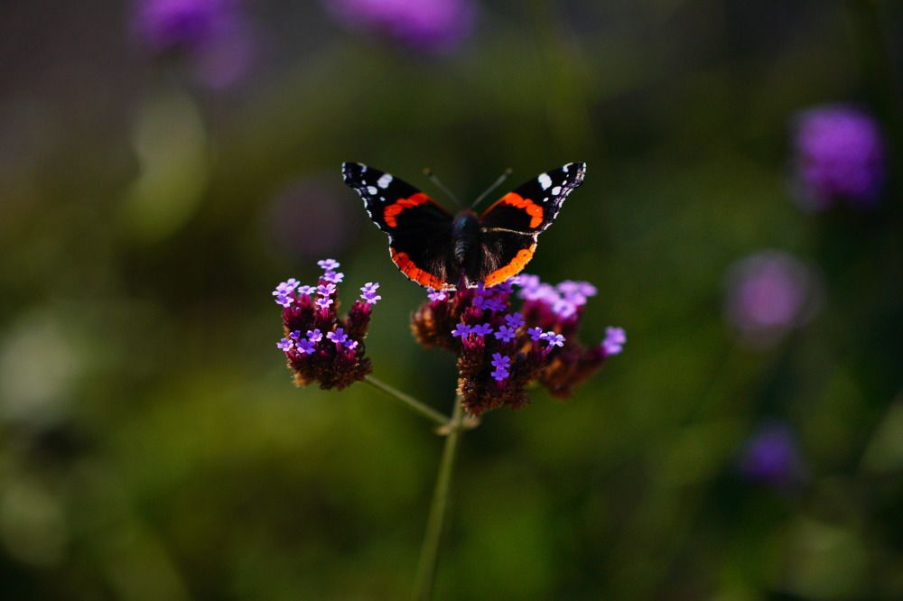 Photograph by Гусева Марина