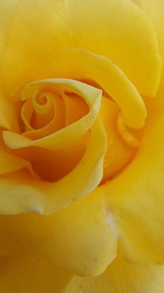 Photograph by Svitlana Usatenko