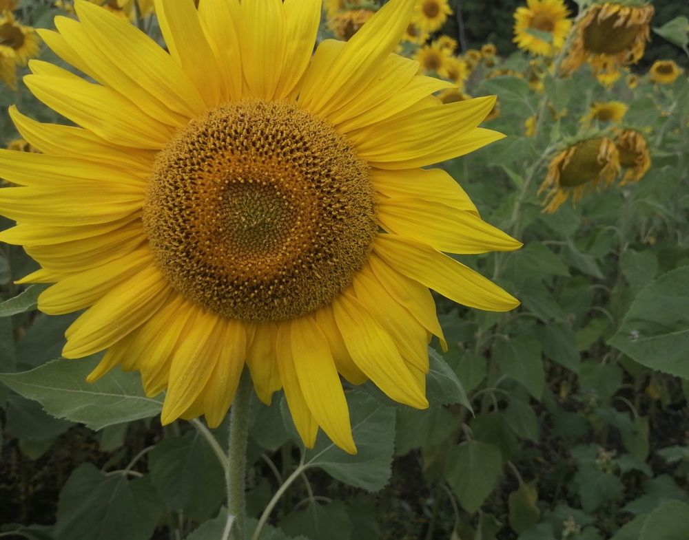 Фотография автора Татьяна Савранчук