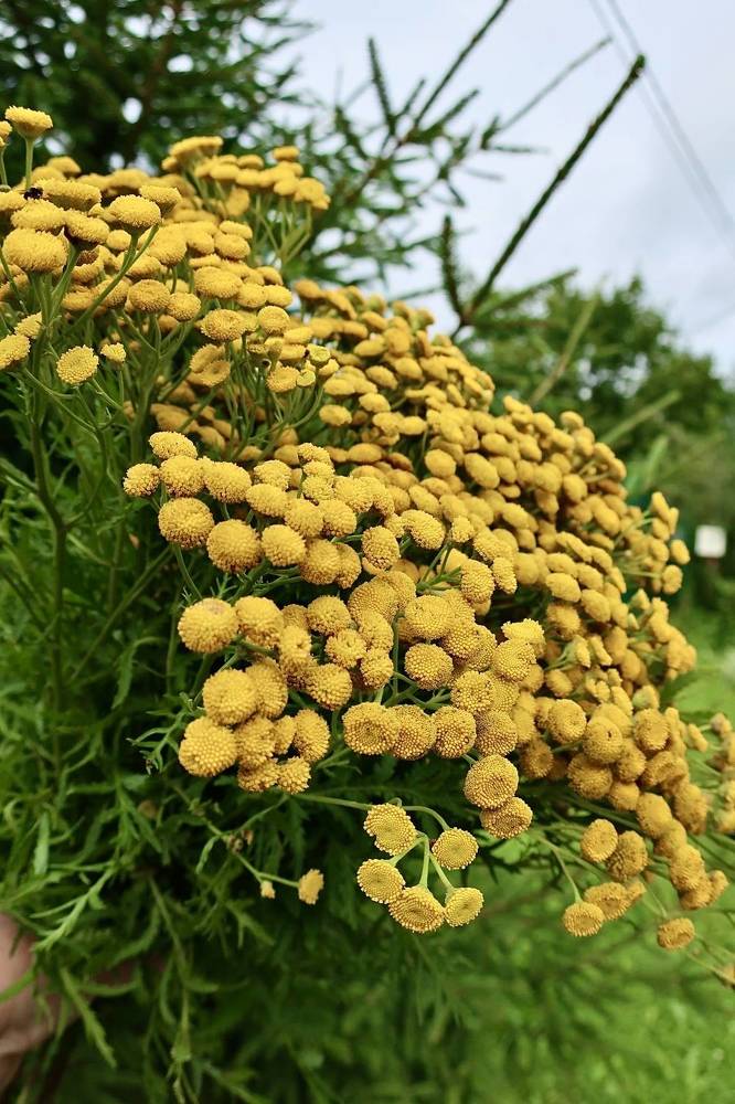 Photograph by Надежда Ткаченко
