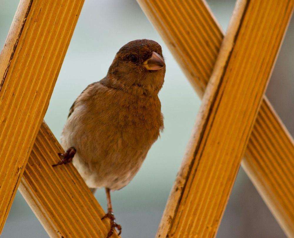 Photograph by Sergei Komlev